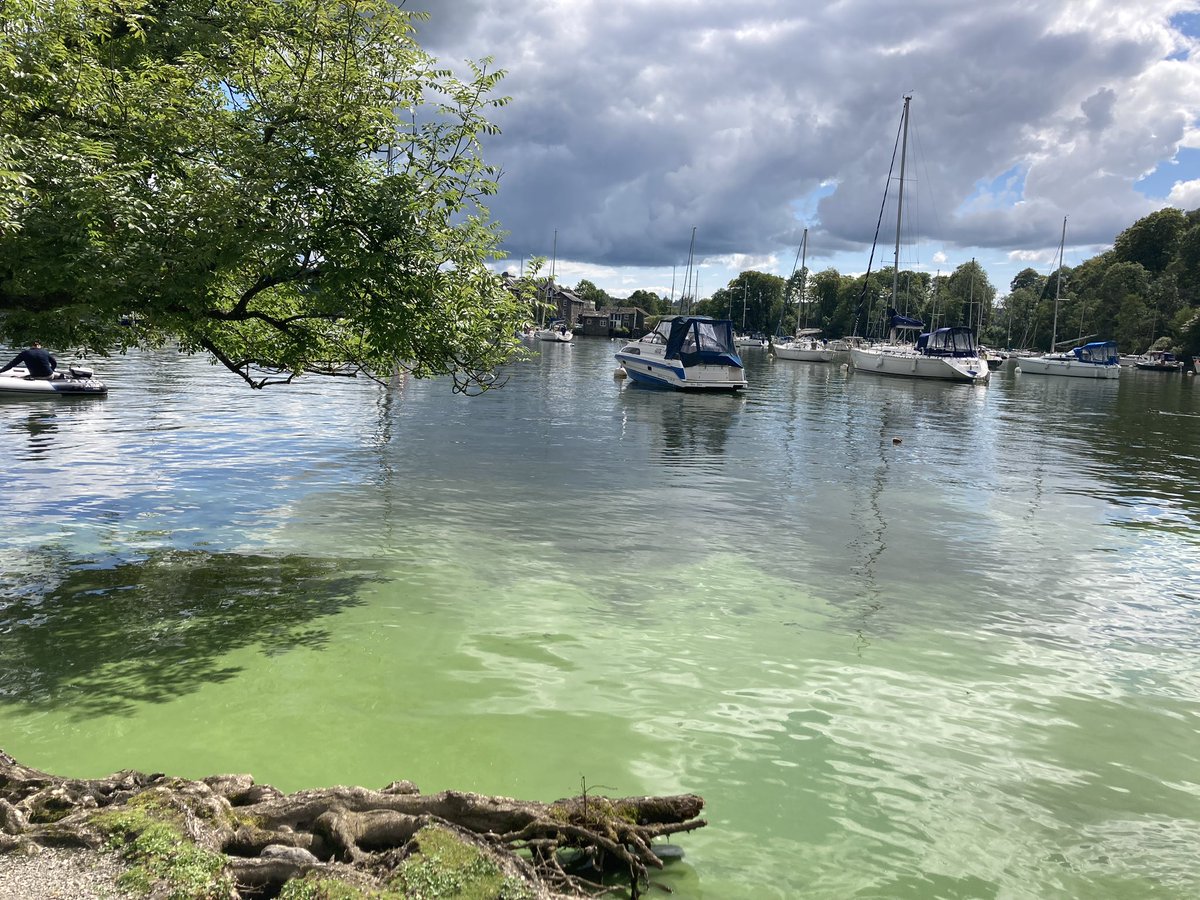 StHildasBiology's tweet photo. @Feargal_Sharkey Blue-green algae at Mitchell wyke (windermere) last week. Never seen it this bad. 🫤 https://t.co/Uw8xWfCXJ9