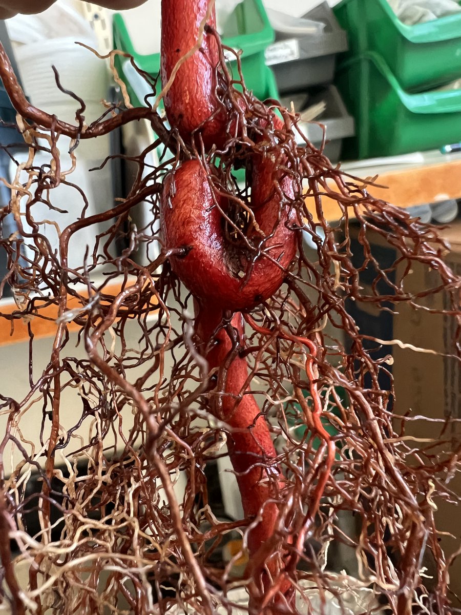 Thank you to <a href="/vanbaellab/">Dr. Sunshine Van Bael</a>, <a href="/ElizMacDougal/">Elizabeth MacDougal</a>, and Bek Markel for all the help this week harvesting and prepping roots from the Practical Inoculation Experiment (PIE) for staining and bacterial re-isolation. 🌱🍄