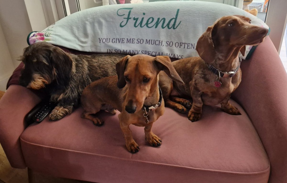 See humom, getting us together IS easy than herding catses 😁
#Dachshunds #SausageArmyHQ 
#ZSHQ #dogsoftwitter