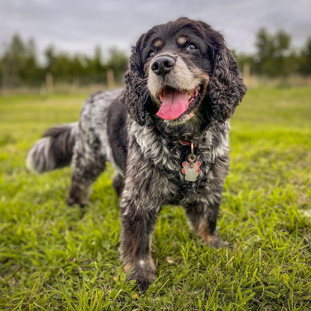 Vinnie & Toby❤️ Jasper🌈 Hartson🌈 tweet media