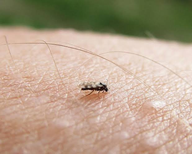 arojinle1's tweet image. TIUNTÍUN....BITING MIDGES

Three of my followers asked me for the English name of tiuntíun. Although I didn't know it then, I started researching and now I got it. Biting midges are so small (1mm - 3mm) that they're called "No see ums" in the US. 

Just like mosquitoes, the males…