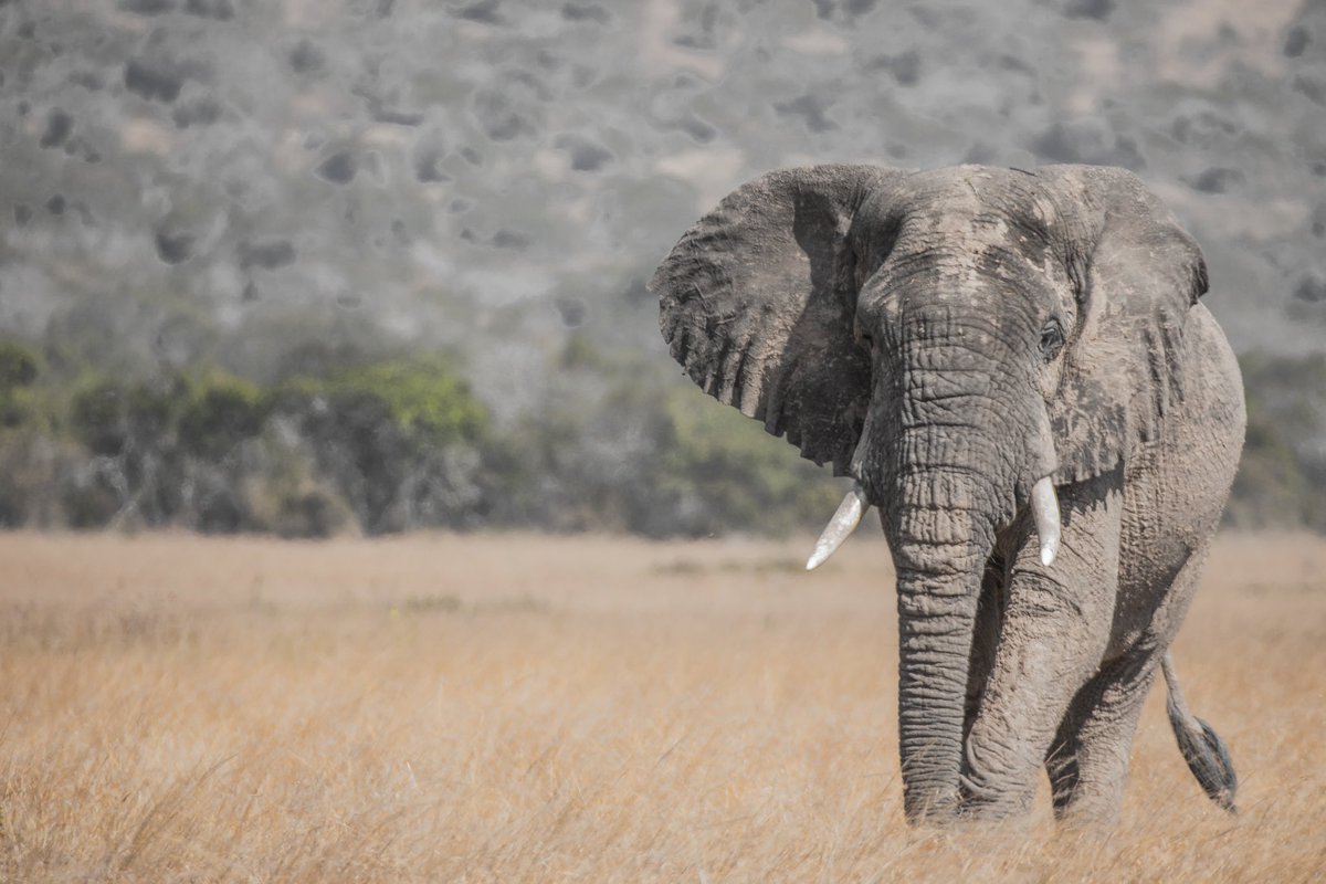 ManziEric_RW's tweet photo. Inspired by nature’s rhythm, this elephant in @AkageraPark flaps it’s ears as it cools off on a hot/sunny matching down to the swamp.

Graceful and grand, witness the power/elegance. Visit @visitrwanda_now 

You can own a print. DM

 #travel #wildlife #nature https://t.co/A0npYDwQgq