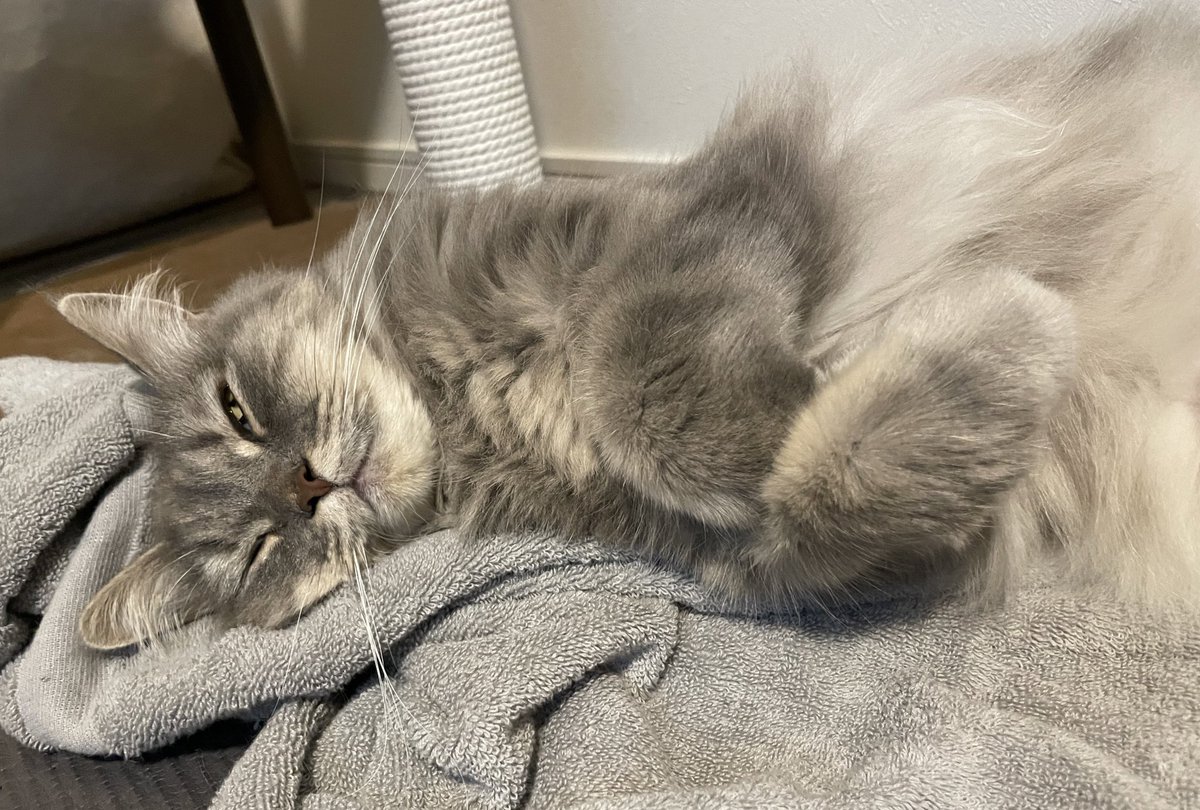 目は開けて寝るスタイル
#猫 #にゃんこ #ねこ #サイベリアン #猫のいる幸せ #猫のいる生活 #猫好き #猫好きさんと繋がりたい #cat #siberian #catlover #catlife #ねこのきもち #ねこのいる生活 #siberiancat