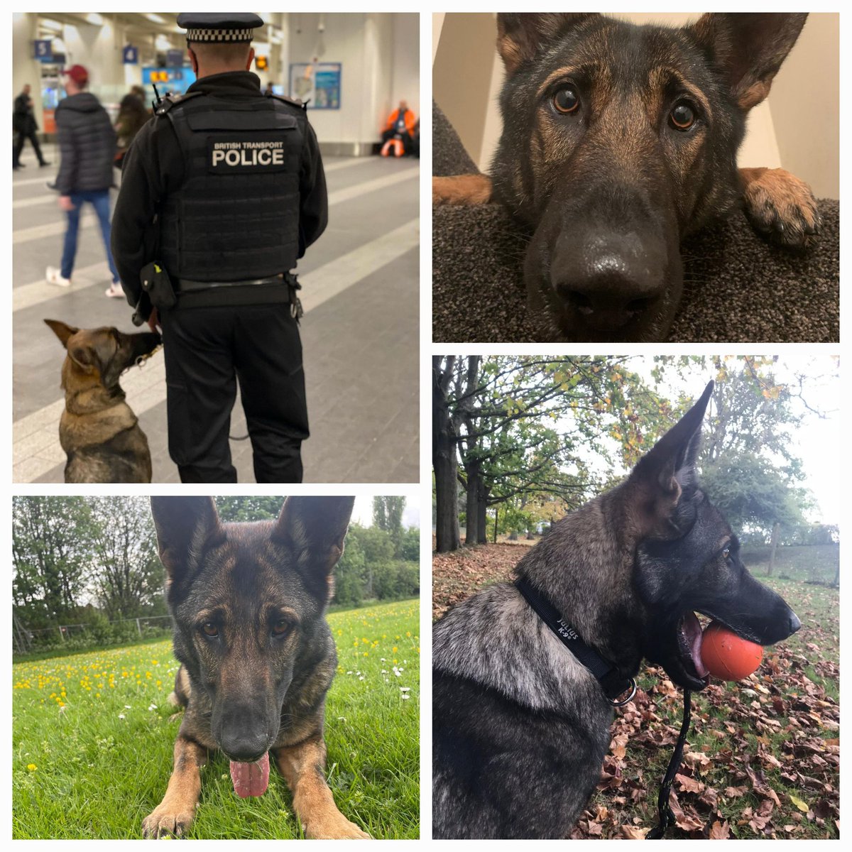 British Transport Police Dog Section tweet media