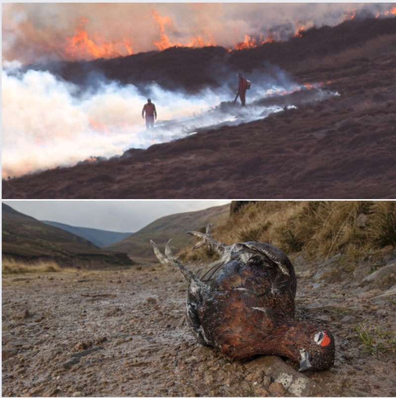 It's baffling – sacrificing our landscapes, tarnishing the environment, all to optimise conditions for red grouse so people can blast them out of the sky for fun. This isn't the world we want to live in. RT and follow @ProtectTheWild_ if you agree!