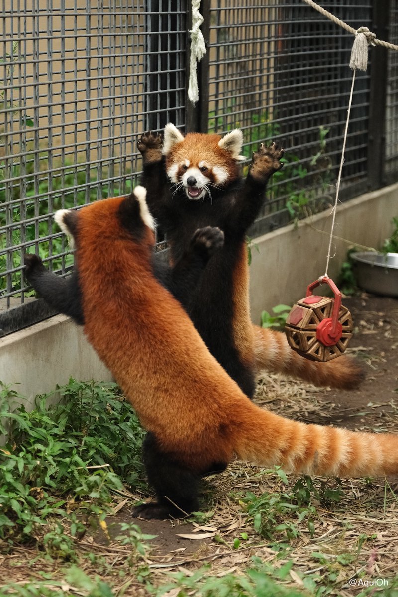 菫菫