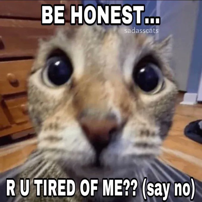 Tweets Of Cats tweet media