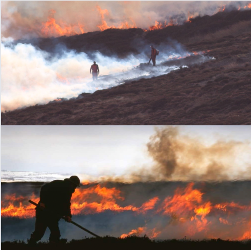 ProtectTheWild_'s tweet photo. These images really make you realise just how screwed up the human race is. 

We're literally burning and destroying the landscape so conditions are optimal for red grouse so people can then blast them out of the sky for fun. https://t.co/9nsr7I0TMR