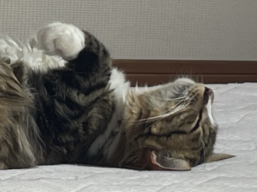 おふとんでの昼寝は気持ちいいにゃ❤️むにゃむにゃ💤
＃キジシロ #ねこのいる幸せ #へそ天