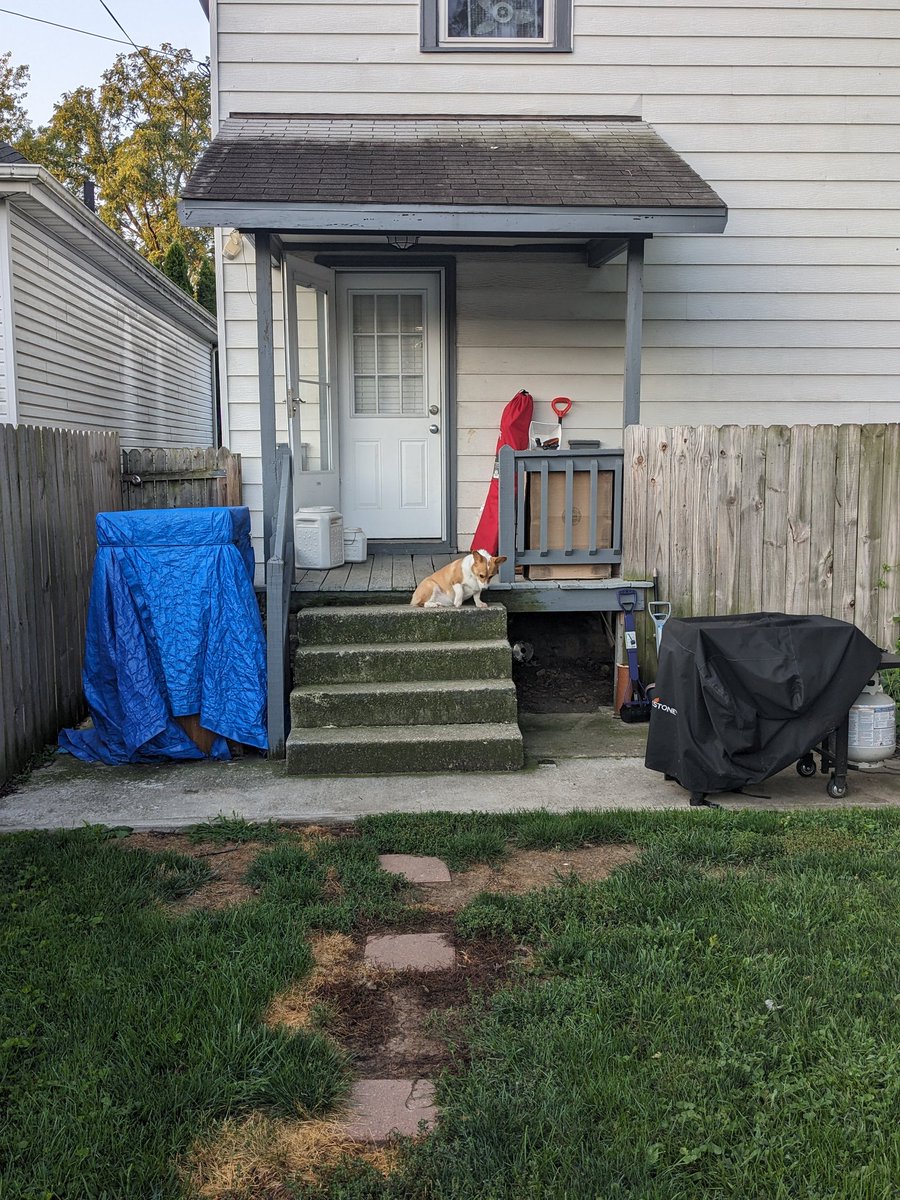 John_Price42's tweet image. The battle I swear I have every morning. 

Me: go poop.
Ein: no

It started with me having to stand in the yard and she&apos;d go. Now I need treats and to stand in the yard...

#corgiproblems