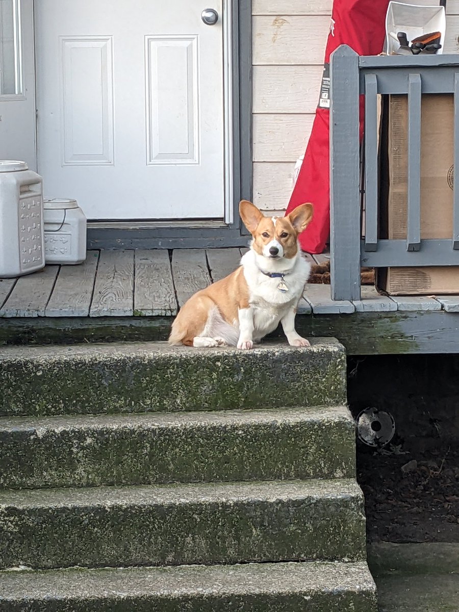 John_Price42's tweet image. The battle I swear I have every morning. 

Me: go poop.
Ein: no

It started with me having to stand in the yard and she&apos;d go. Now I need treats and to stand in the yard...

#corgiproblems
