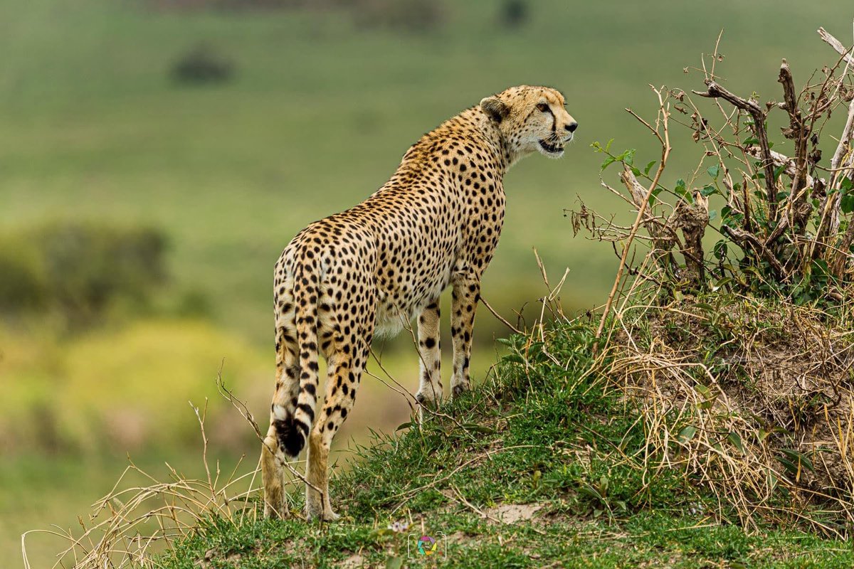 Capturing the essence of grace and beauty 💫
#WorldPhotographyDay2023 
@IndiAves 
@ThePhotoHour 
#photograghy #wildlifephtography 
#africa