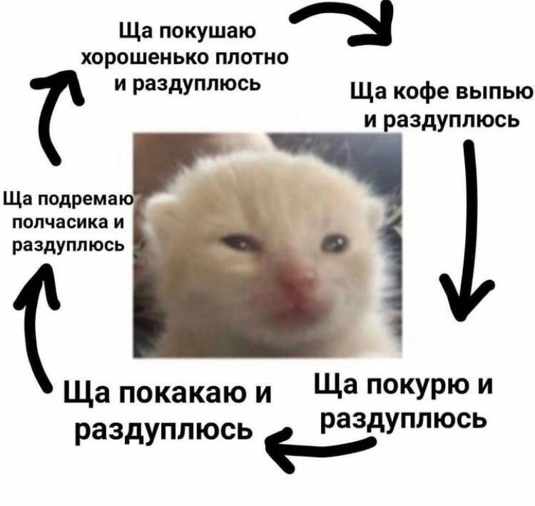 Barking News (@50pets) on Twitter photo 