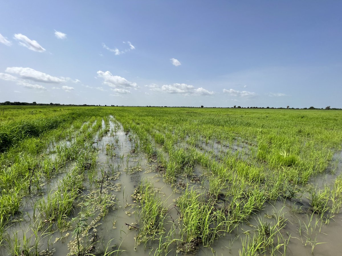 bundi58's tweet photo. The rice farm is bubbling, and the beans farm is as well. Rice and beans (garau-garau) is secured for the next one year in Sha Allah.
#GetBackToFarm
#GrowWhatYouEat
#EatWhatYouGrow https://t.co/vB9MeV8NUY