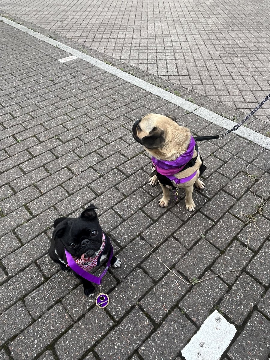 Podium finish for these guys 🐶🐶🥰
Crossed the line to much whooping…
Wee Wilma just edged into the lead at the end 😂  

Thanks to Auntie Claudia for holding onto the lead 😂

#TeamKidney
#GlasgowBridgesWalk