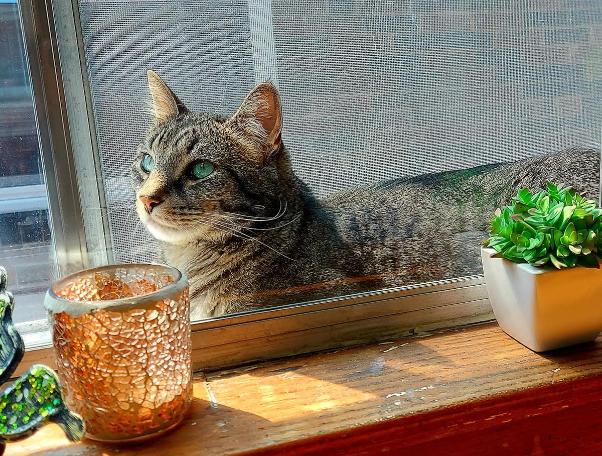 BobCatPlay's tweet image. If I fits, I sits. 
#Hedgewatch #WindowCat #CatBoxSunday