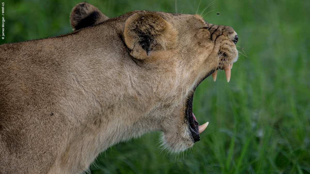 WWF UK tweet media
