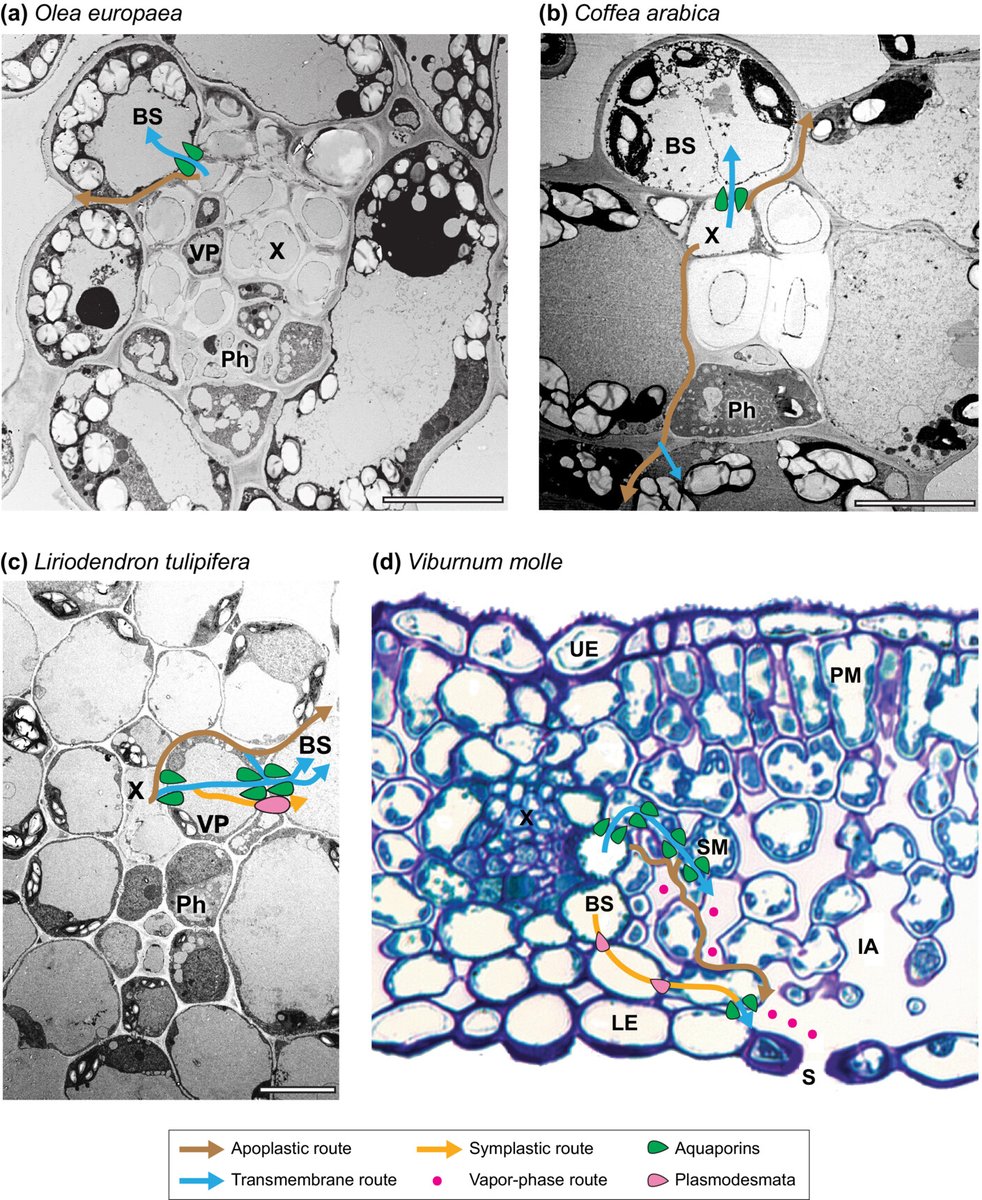 #TansleyInsight The dynamic multi-functionality of leaf water transport outside the xylem

Scoffoni et al. <a href="/cscoffoni5/">Christine Scoffoni</a> <a href="/cppalbuquerque/">Caetano Albuquerque</a> <a href="/buckley_lab/">BuckleyLab</a> <a href="/lawrensack/">Lawren Sack Lab</a> 

📖 ow.ly/7mmT50PApL0

#wileyplansci