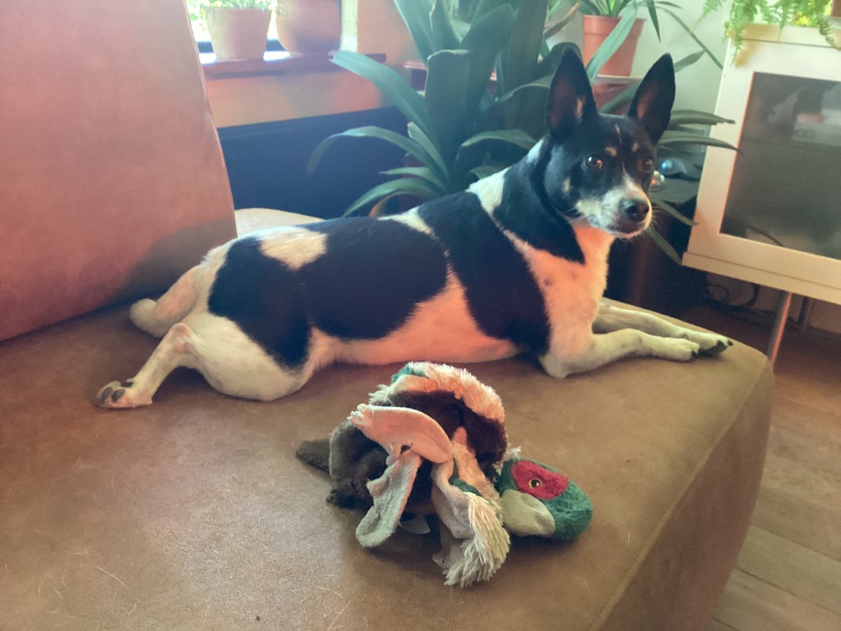 vanSonenBreugel's tweet photo. #dogs #dogsarefun #happy #HappySunday https://t.co/trXblrQK4M