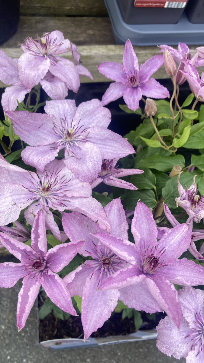 BITSIFIND_'s tweet photo. Good afternoon Sunday beauties, here are some gorgeous babes I saw at the garden centre, I love them but I didn’t catch their names? Does anyone know who they are? 🌷👏🏼💕🌿 #flowers #botanical https://t.co/KqzBi3sbGK