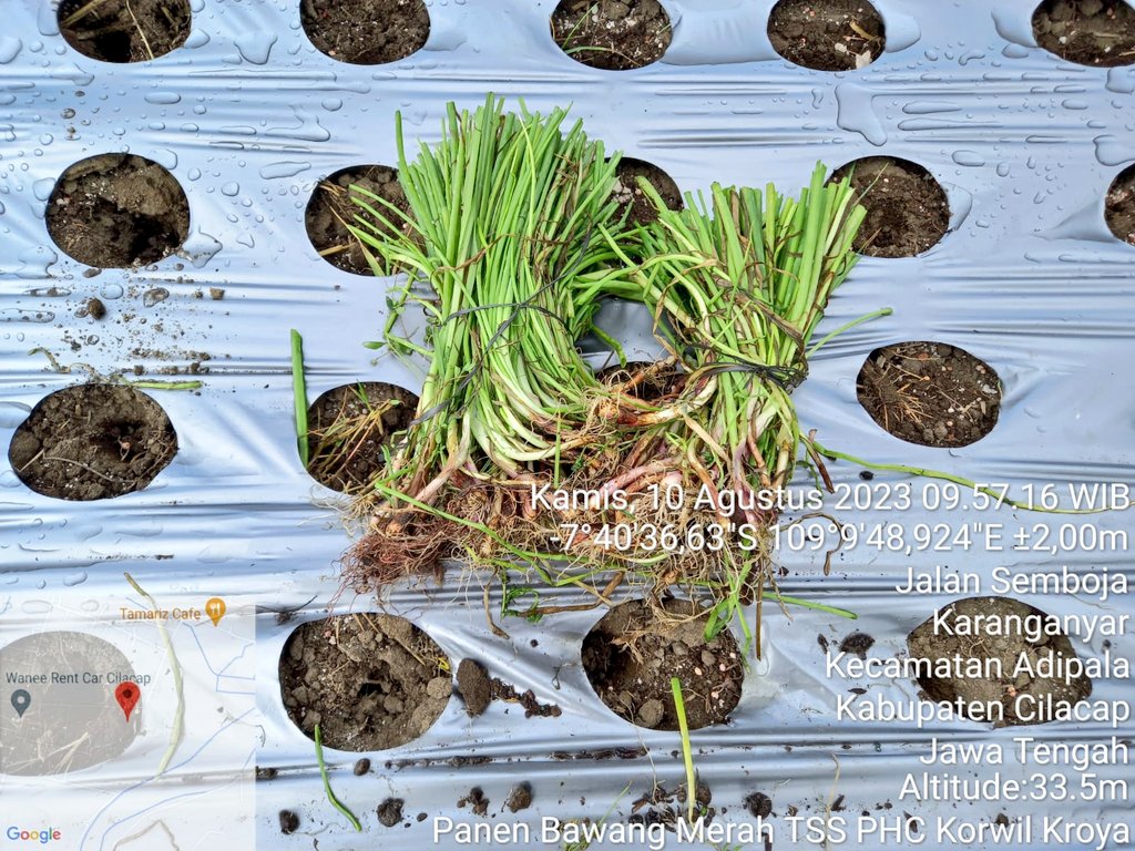 distannakjateng's tweet photo. Intensifkan budidaya bawang merah :  Penggunaan benih biji selain dr umbi, hasilkan efisiensi biaya produksi. Semula 40 juta jadi 14 juta.

Ka.Distanbun Prov. Jateng panen bawang merah dr benih biji di Poktan Rejeki Lancar Ds.Karanganyar, Cilacap(10/08/2023)dg hasil 22,75 ton/ha. https://t.co/v2EYrQRbhn