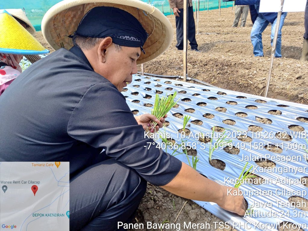 distannakjateng's tweet photo. Intensifkan budidaya bawang merah :  Penggunaan benih biji selain dr umbi, hasilkan efisiensi biaya produksi. Semula 40 juta jadi 14 juta.

Ka.Distanbun Prov. Jateng panen bawang merah dr benih biji di Poktan Rejeki Lancar Ds.Karanganyar, Cilacap(10/08/2023)dg hasil 22,75 ton/ha. https://t.co/v2EYrQRbhn