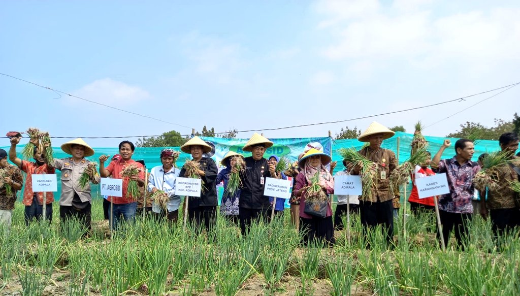 distannakjateng's tweet photo. Intensifkan budidaya bawang merah :  Penggunaan benih biji selain dr umbi, hasilkan efisiensi biaya produksi. Semula 40 juta jadi 14 juta.

Ka.Distanbun Prov. Jateng panen bawang merah dr benih biji di Poktan Rejeki Lancar Ds.Karanganyar, Cilacap(10/08/2023)dg hasil 22,75 ton/ha. https://t.co/v2EYrQRbhn