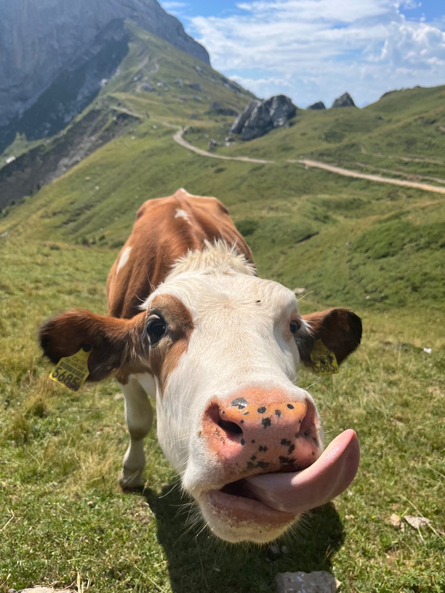 Not to brag but I just took the greatest photo of all time