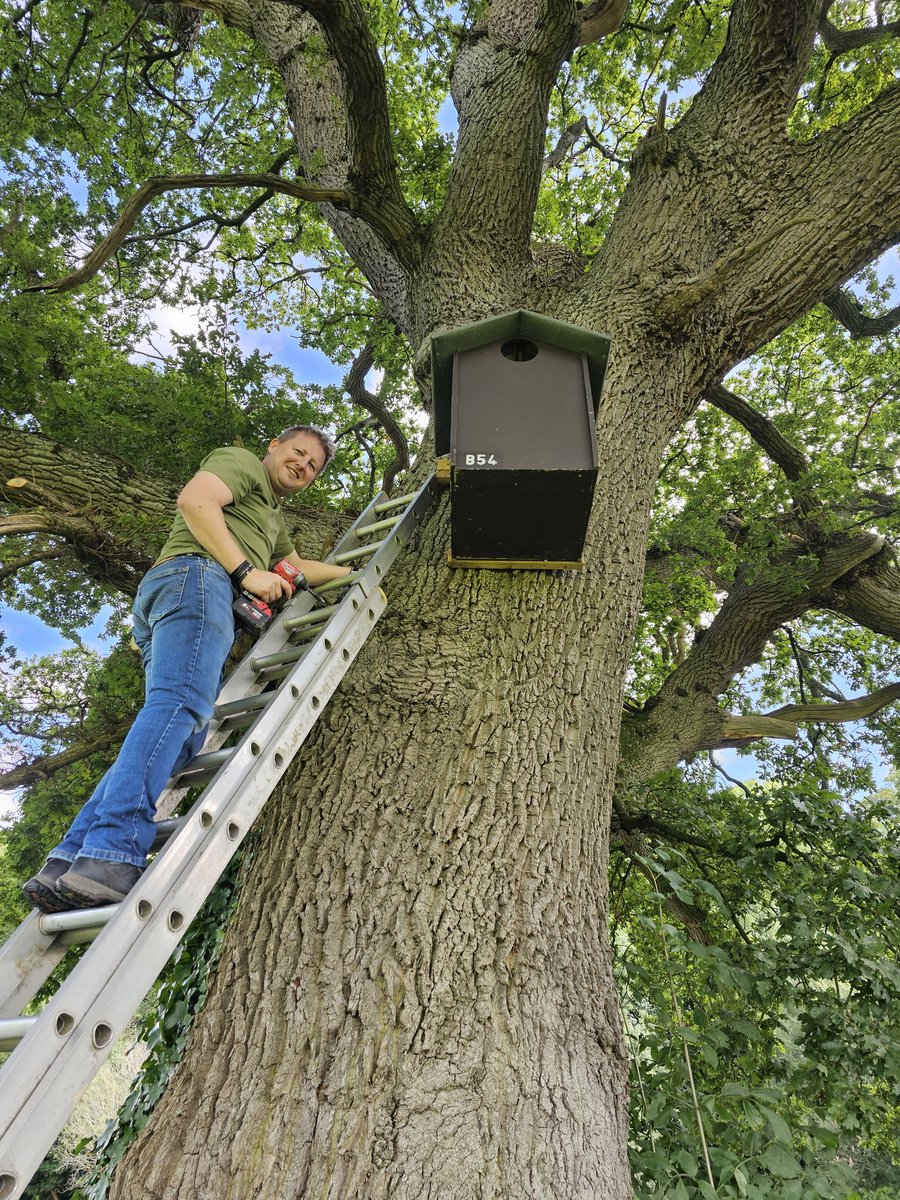 A huge diolch yn fawr iawn to my old mate Dai David Tew for assisting me this morning with two difficult erections 🫨 Both Barn Owl nest boxes were fitted to two wonderful grand old Welsh oaks at 15 and 18ft up. Fair play to Dai he persevered despite