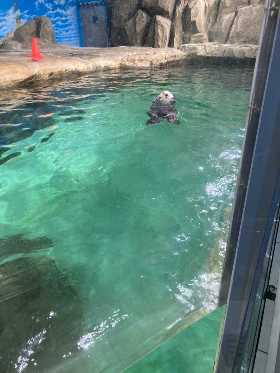 mana6767's tweet photo. 何回撮っても
カメラ目線のラッコ🥺💓💓💓💓
#日本に3頭しかいないラッコ
#カメラ目線
#可愛い
#キュン
#ファンサ
#ファン感謝デー 
#動物 #アニマル #animal #日本 #水族館 #ポートレート #笑 #好き #動物の写真 https://t.co/bZwf7qJRFq