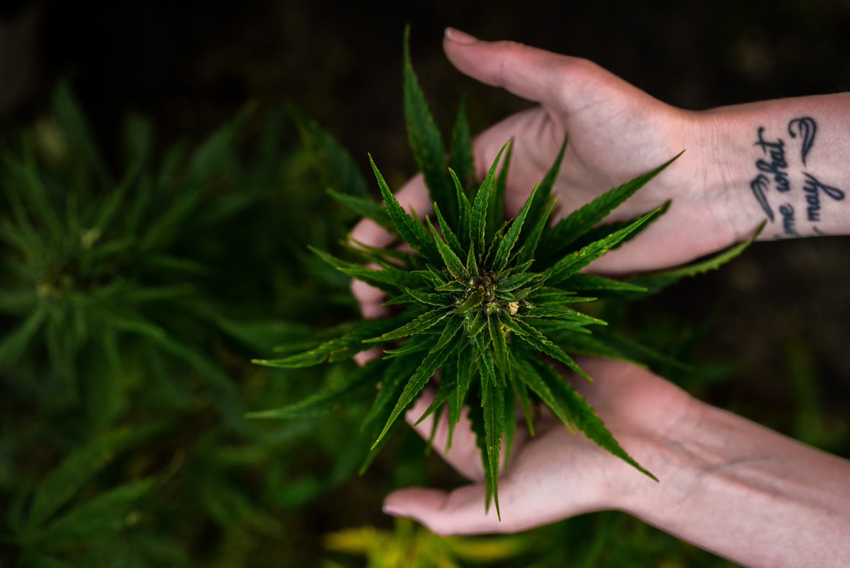 cana_kush's tweet image. The #Endocannabinoid System: What, Where and Why Do I Care? buff.ly/47Crl2l