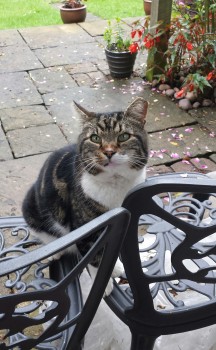 STILL SEARCHING to #FindZucco 
Have You Seen Me⁉️ Been Feeding Me⁉️Looking After Me⁉️ 
#TABBY & White #LostCat Vanished 20/8/19💔
White left cheek, belly & chest
4xwhite socks
#KirkbyInAshfield #Nuncargate #KirkbyWoodhouse #Annesley #NG17 #Notts 
Any Info☎ 07460 254787
#Zuccoday