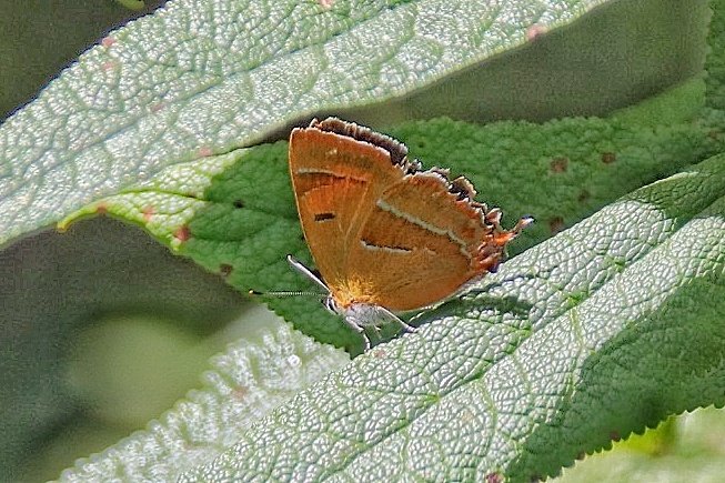 Ralph Simpson (@ralphsemps1) on Twitter photo Nice to see a Brown Hairstreak in my Angmering garden this morning. Seems to be becoming a regular thing. <a href="/worthingbirding/">Worthing Birding and Wildlife</a> <a href="/BCSussex/">Sussex Butterfly Conservation</a> Nice to see a Brown Hairstreak in my Angmering garden this morning. Seems to be becoming a regular thing. <a href="/worthingbirding/">Worthing Birding and Wildlife</a> <a href="/BCSussex/">Sussex Butterfly Conservation</a>