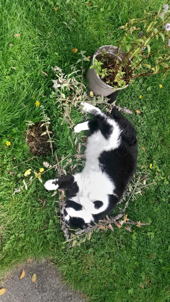 Nezting and rolling in ma catmint to forget about our girlz  loozing  😿😿😿😿 #CatsOfTwitter #Hedgewatch #LionessesDownUnder