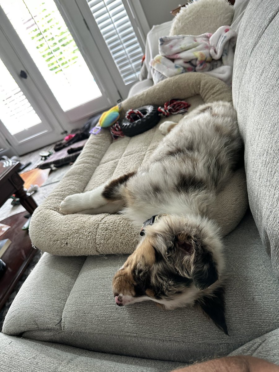 leftrobin's tweet image. I need sleep like this puppy gets