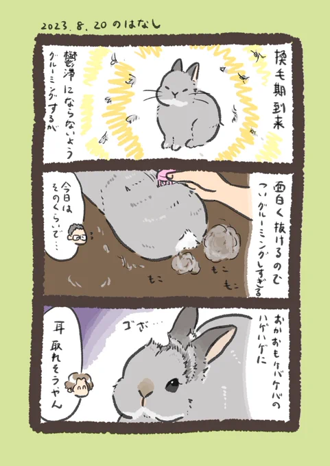 毎回グルーミングしすぎるので気をつけます…

#うさぎのいる生活 