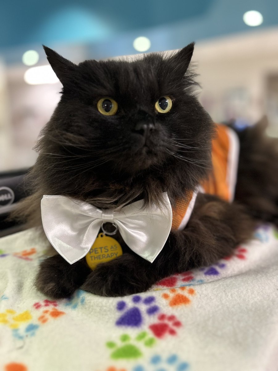 meow_london's tweet photo. Purrrfect Sunday! πΎ
Sharing cat joy! πΊ
Iβm a registered πββ¬ with @PetsAsTherapyUK and I team up with @NHSBartsHealth @BartsVolunteers
#catjoy #purrfect #catlove #cat #volunteering #therapycat #smiles #pawsitivity https://t.co/JdM7TzGGtO