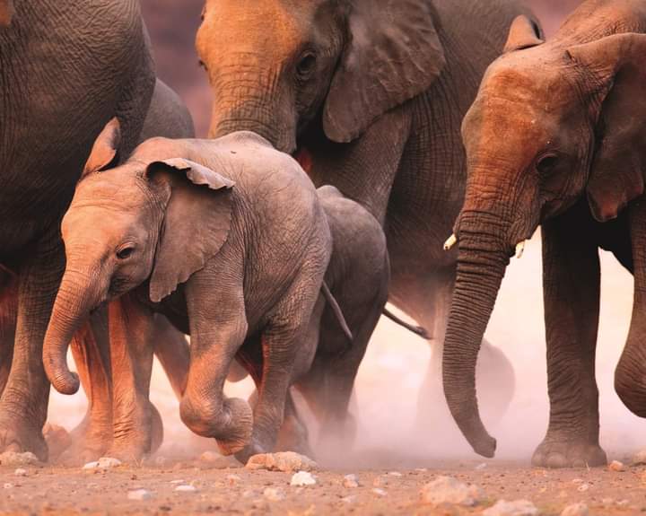 PrinceofTravel3's tweet photo. Your safari partner ... 
Book your wildlife safari trip with #tribesafricasafaris https://t.co/hAcNYpMSM1