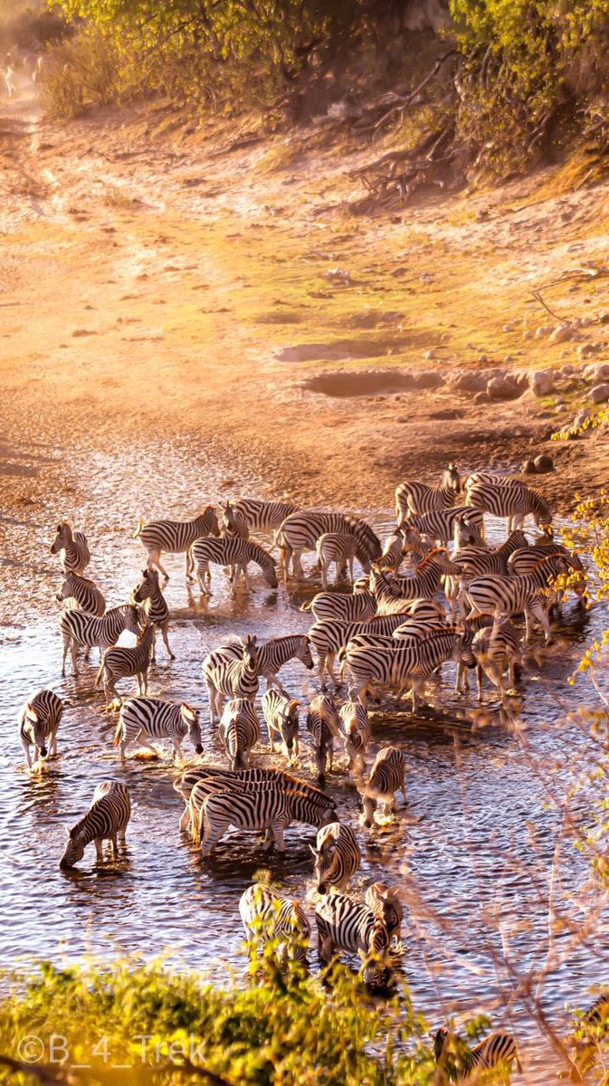BogoloKenewendo's tweet photo. The marvellous Zebra Migration in #BotetiRiver #LeroolaTau  🥂 
F3 🎥
#Winterwonderland #Botswana #BJK https://t.co/9eSLnjCXhE