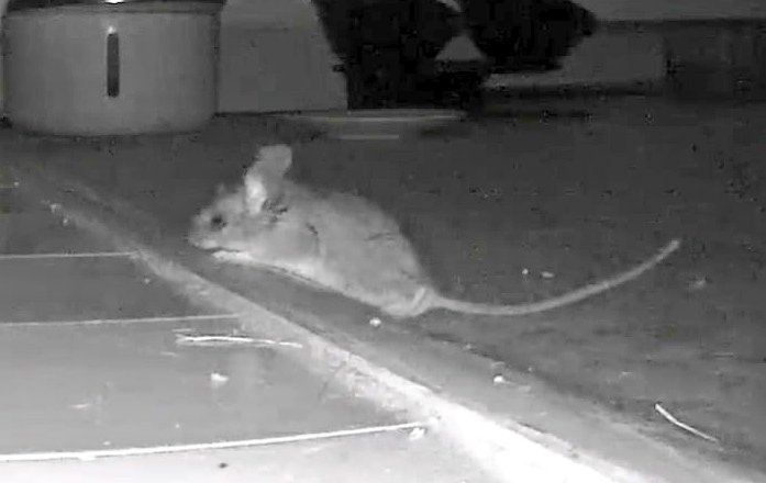 Me_llamoTolstoy's tweet photo. Mama Kitty has retired from mousing 🙀 this mouse has been eating off her plate and she does nothing! #offthejob #CatsOfX #gatos https://t.co/QQqgrQBhd9