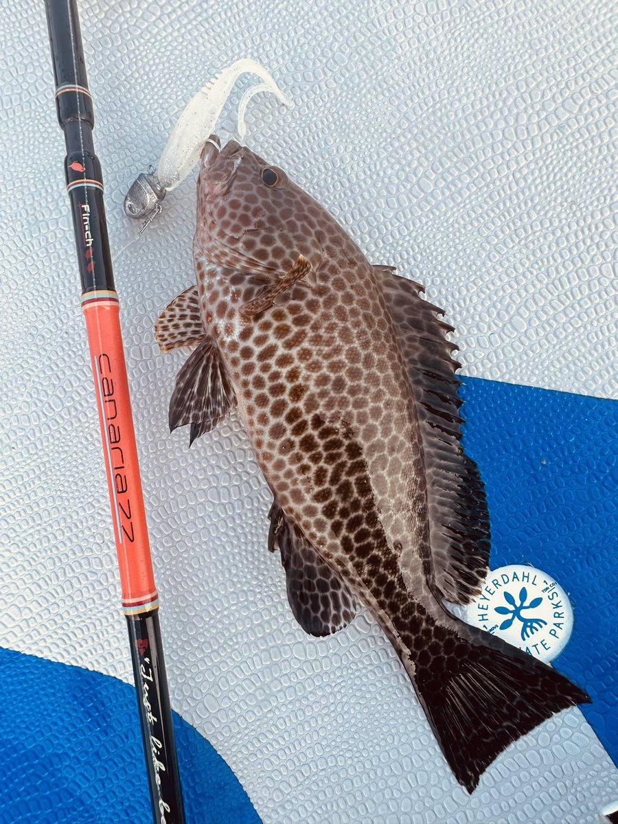 garyhalf's tweet photo. ディープクランクでは1バイトのみだったけど、ワームで遊んでもらえました！

#starboard
#inxlabel
#77konbe
#finch
#COCO77 https://t.co/9VZLQdEwoL