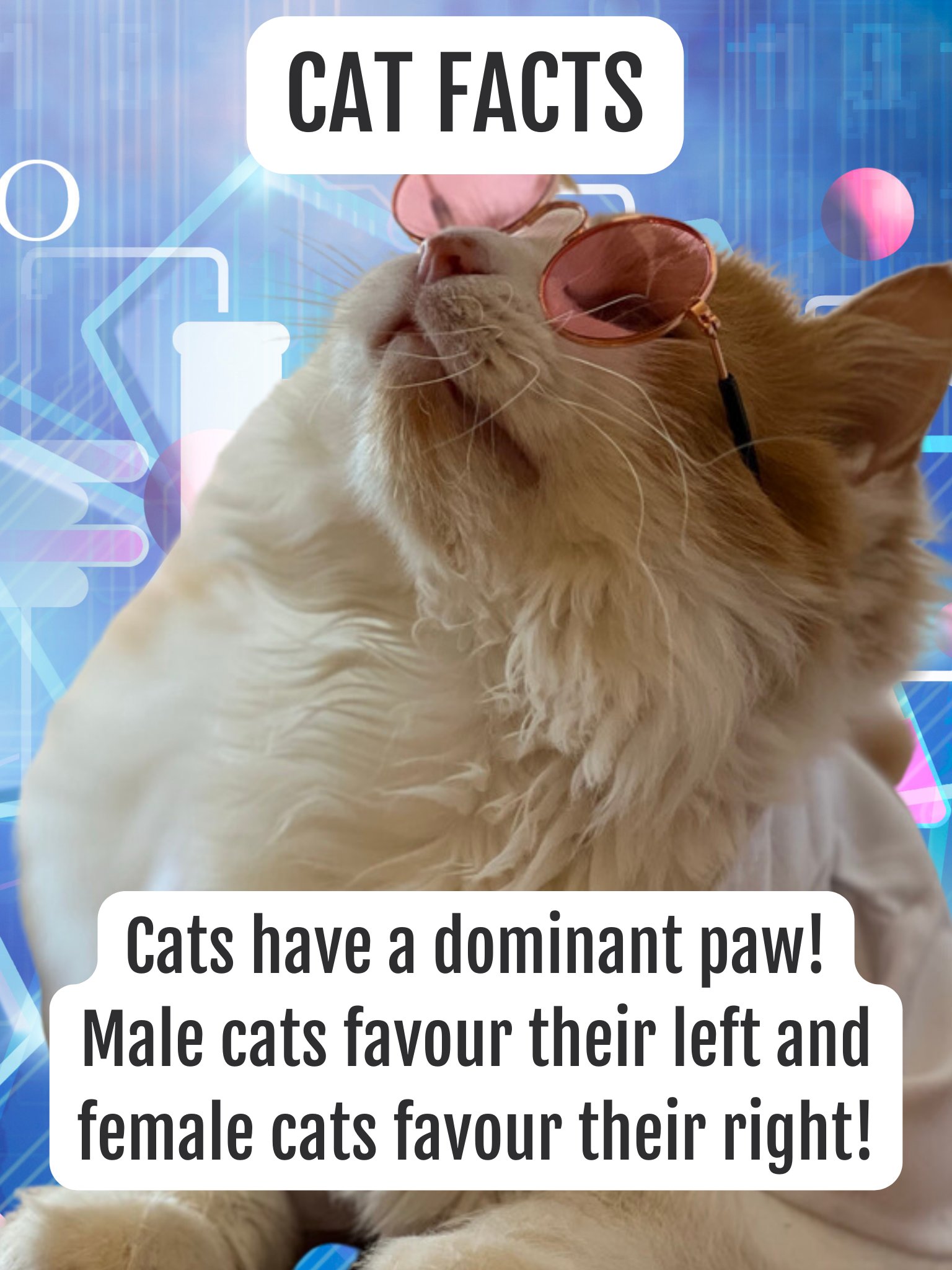 Facts about on sale male cats