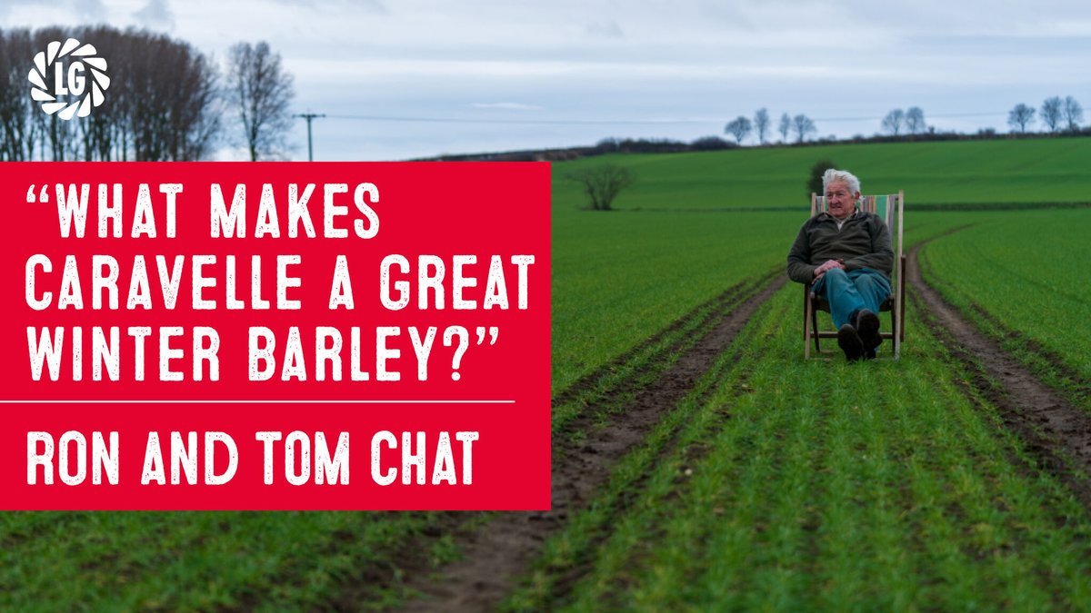 What makes Caravelle a great winter barley? Click here to find out 🎬👉 youtube.com/watch?v=YNXVya…