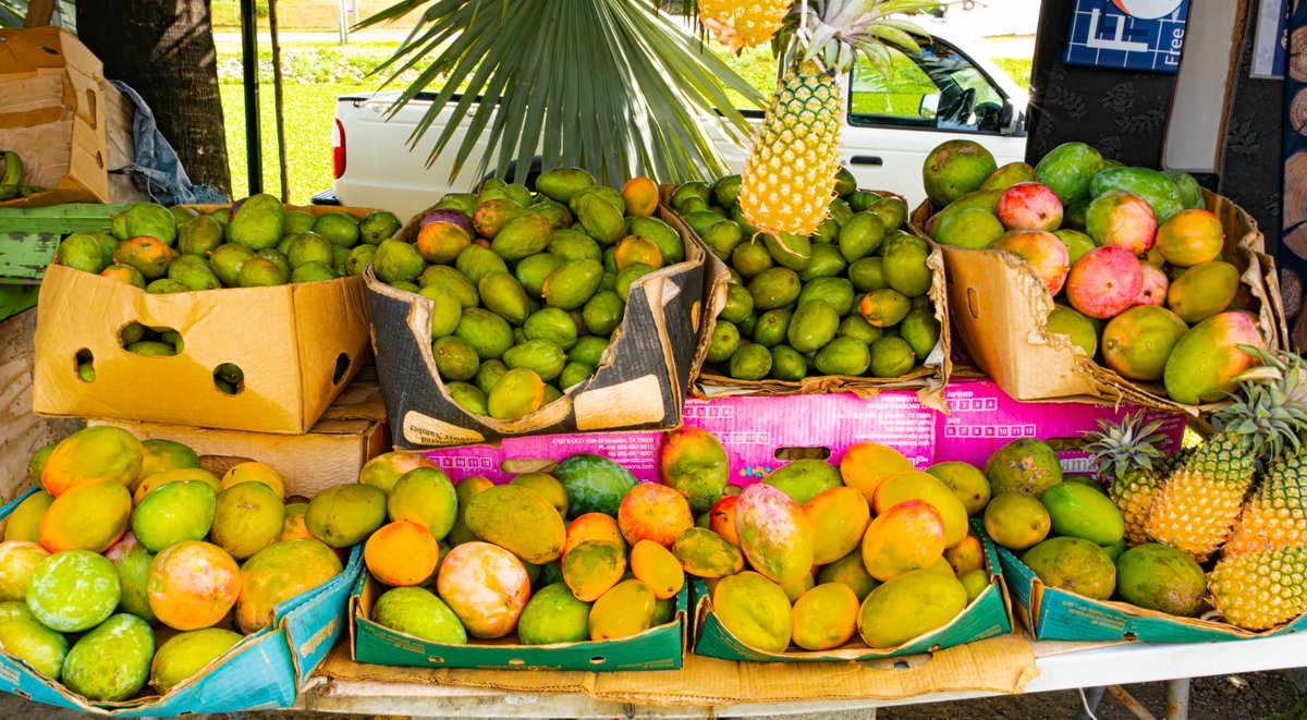 Visitaandb's tweet photo. Join us today for PiAngo Fest, at the Cades Bay Agricultural Station as we get fully “INFUSED” for 2023. 🍍🥭
See you there!!!🇦🇬
#piangofest2023
#piangofest2023🥭🍍
#piango
#mango
#pineapple
#PineappleMango
#pineapplemangofestival
#antigua
#barbuda
#loveantiguabarbuda https://t.co/1y0rgjjp46