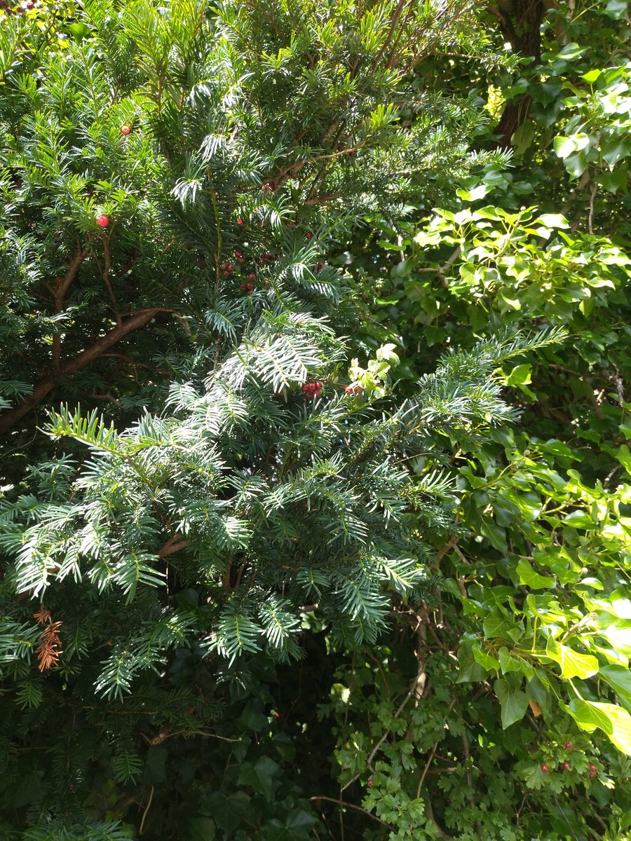 D8 Green Bridge Forum (@dublingreening) on Twitter photo Enagh discussed the fascinating story of the Yew tree, a symbol of life & death.
#WalkandTalk
<a href="/CommonGroundDub/">Common Ground in The Lodge</a>
<a href="/IMMAIreland/">IMMA</a>
<a href="/WatersProgramme/">Local Authority Waters Programme</a> Enagh discussed the fascinating story of the Yew tree, a symbol of life & death.
#WalkandTalk
<a href="/CommonGroundDub/">Common Ground in The Lodge</a>
<a href="/IMMAIreland/">IMMA</a>
<a href="/WatersProgramme/">Local Authority Waters Programme</a>