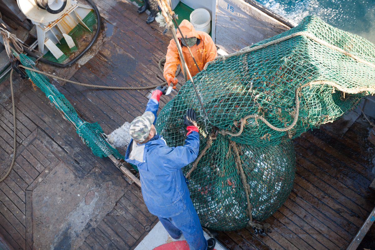 Rcontrolnfr's tweet image. What is #selectivity of fishing gear, and how does it contribute to #sustainable fishing?  🎣✨ 

Selectivity is the capacity of a #fishing gear to target specific fish species and sizes, while minimizing unwanted catches. 🧵
#fisheriesfacts 

📸 Adobe Stock, Stanislav Komogorov