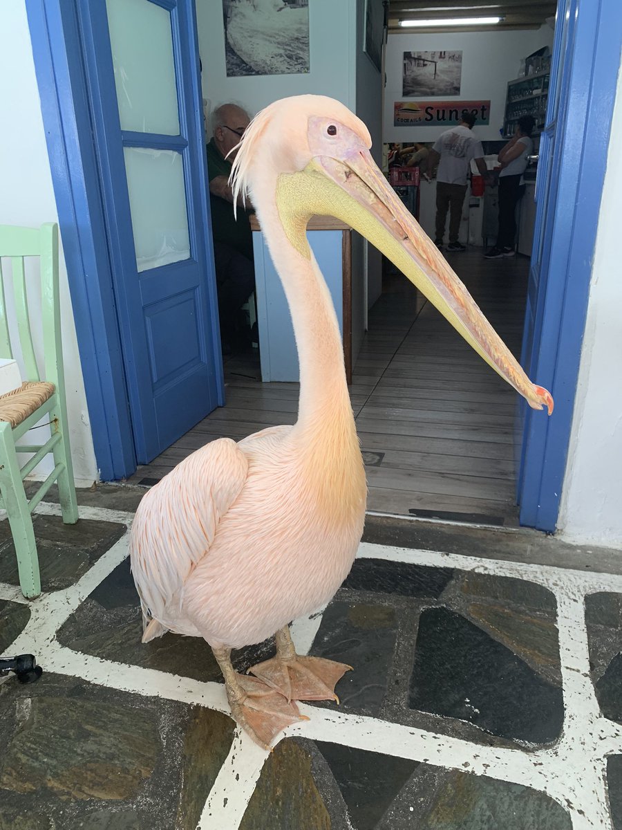 Mykonos 10/10 👌🇬🇷