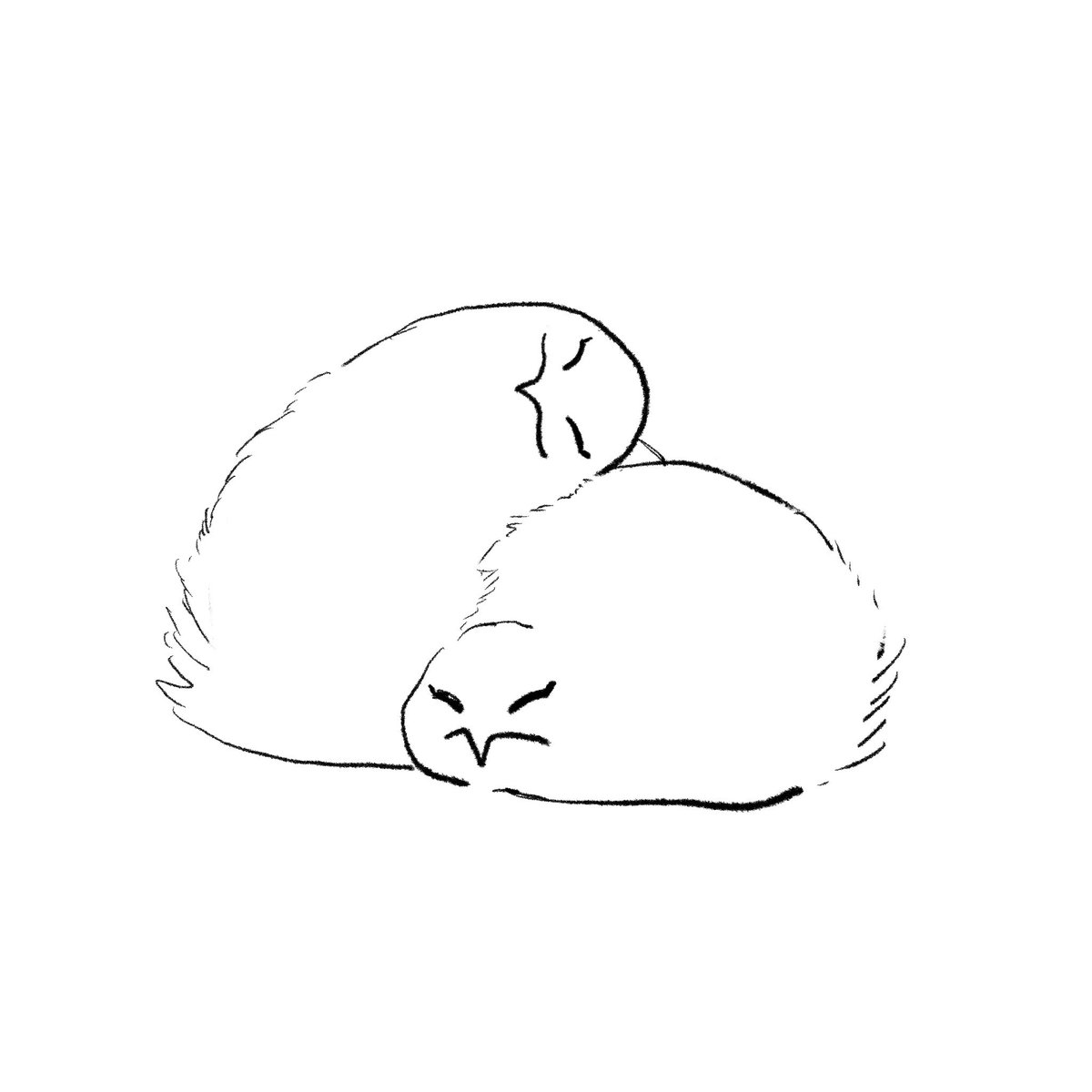 毛玉の飼い方
#とうみさんちのとり 