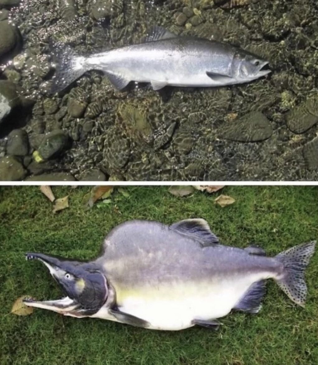 ThanksThoth's tweet image. Why would nature do this