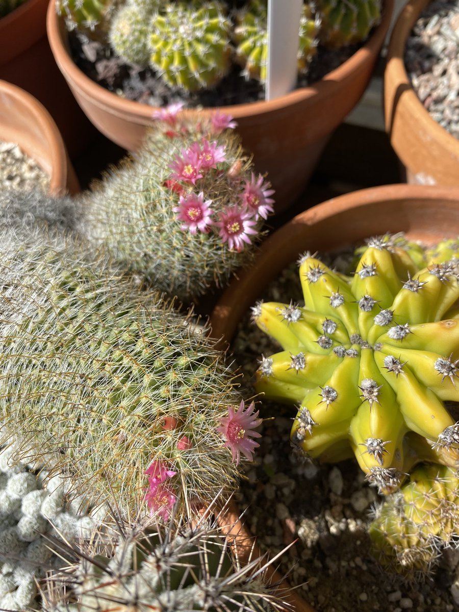 G27Marco's tweet photo. #cactees aucunement gênées par le soleil ! #fleur #fleurs #plante #jardin et moi je les observe de loin à l’ombre du cerisier #nature https://t.co/tMNw58X7mJ